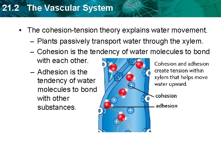 21. 2 The Vascular System • The cohesion-tension theory explains water movement. – Plants