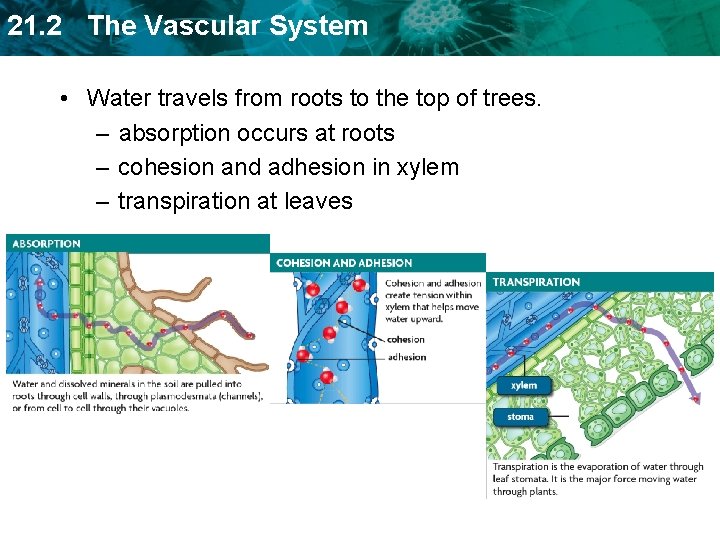 21. 2 The Vascular System • Water travels from roots to the top of