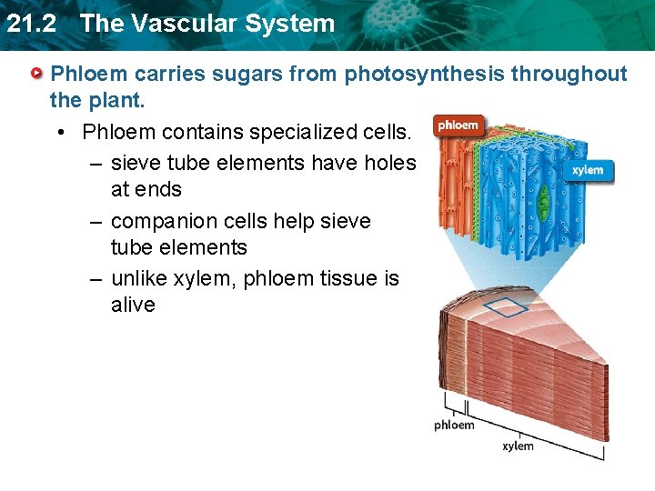 21. 2 The Vascular System Phloem carries sugars from photosynthesis throughout the plant. •
