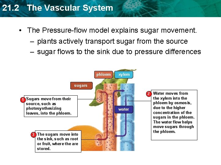 21. 2 The Vascular System • The Pressure-flow model explains sugar movement. – plants