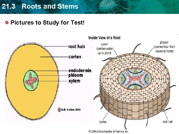 21. 3 Roots and Stems Pictures to Study for Test! 