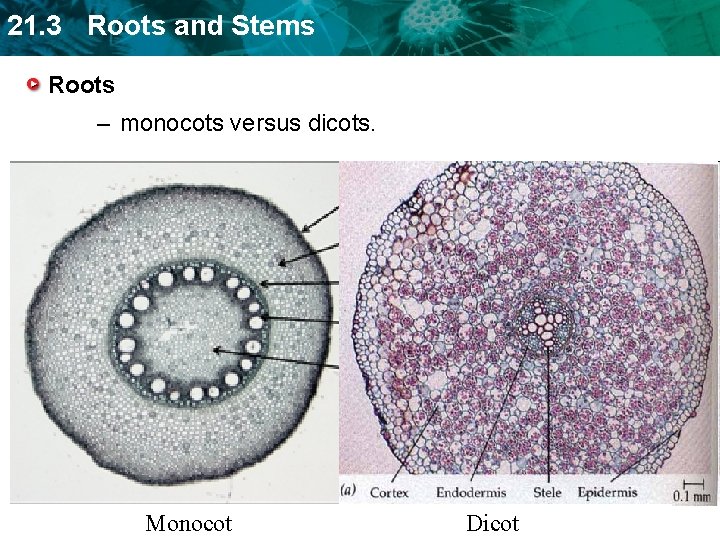 21. 3 Roots and Stems Roots – monocots versus dicots. Monocot Dicot 