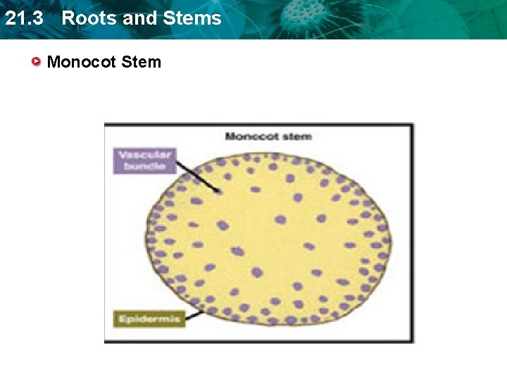 21. 3 Roots and Stems Monocot Stem 