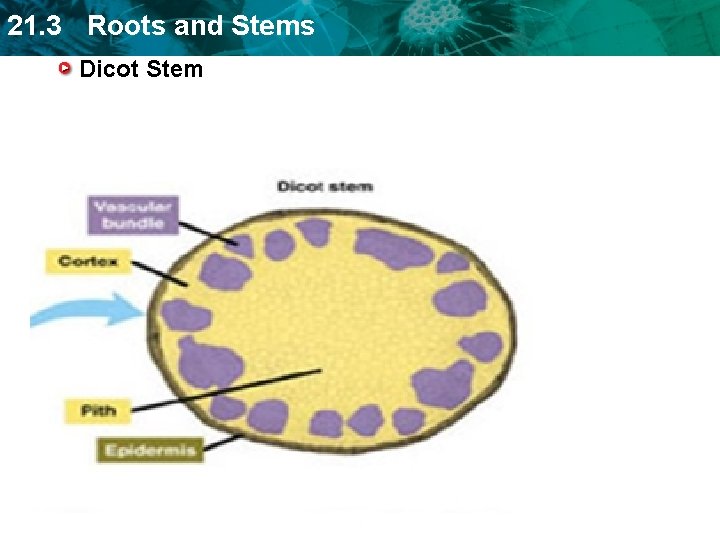 21. 3 Roots and Stems Dicot Stem 