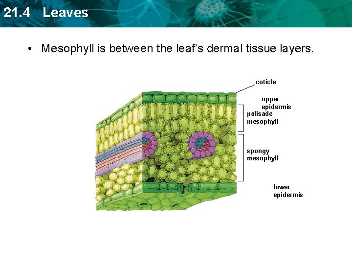 21. 4 Leaves • Mesophyll is between the leaf’s dermal tissue layers. cuticle upper