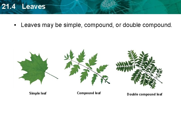 21. 4 Leaves • Leaves may be simple, compound, or double compound. Simple leaf