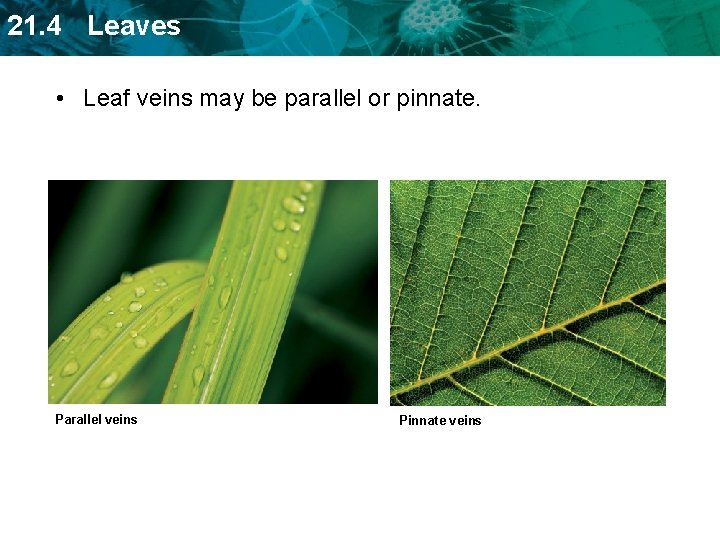 21. 4 Leaves • Leaf veins may be parallel or pinnate. Parallel veins Pinnate