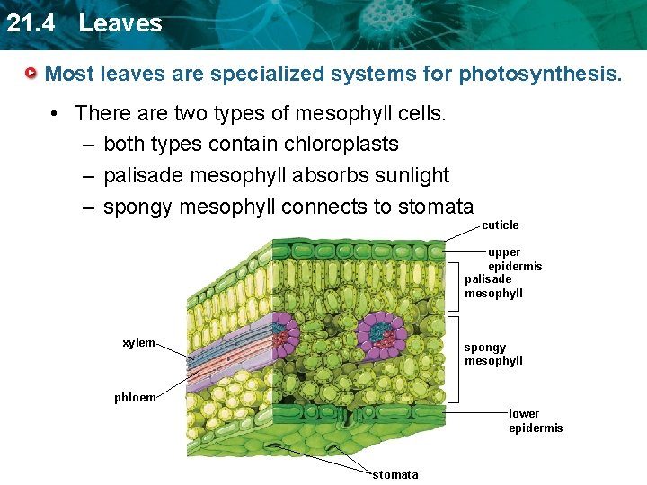 21. 4 Leaves Most leaves are specialized systems for photosynthesis. • There are two