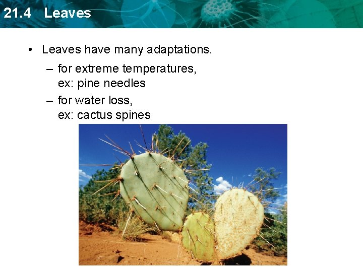 21. 4 Leaves • Leaves have many adaptations. – for extreme temperatures, ex: pine