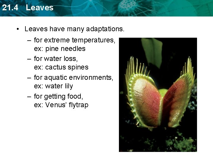 21. 4 Leaves • Leaves have many adaptations. – for extreme temperatures, ex: pine