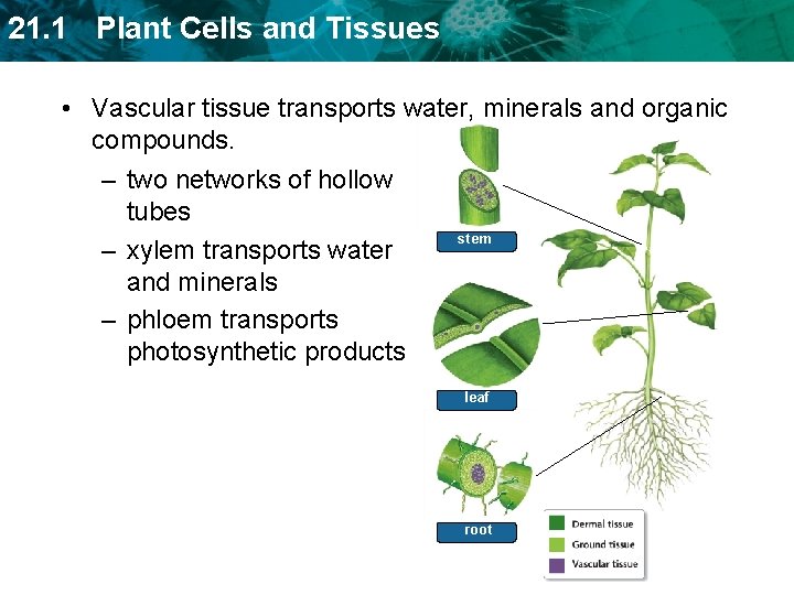 21. 1 Plant Cells and Tissues • Vascular tissue transports water, minerals and organic