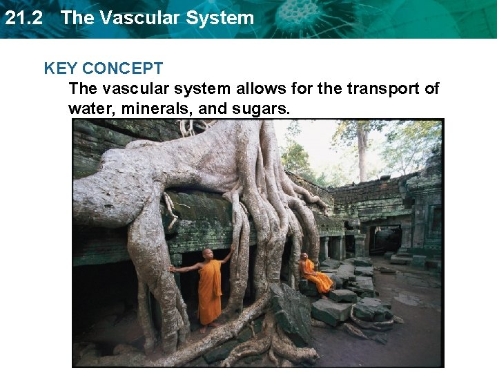 21. 2 The Vascular System KEY CONCEPT The vascular system allows for the transport