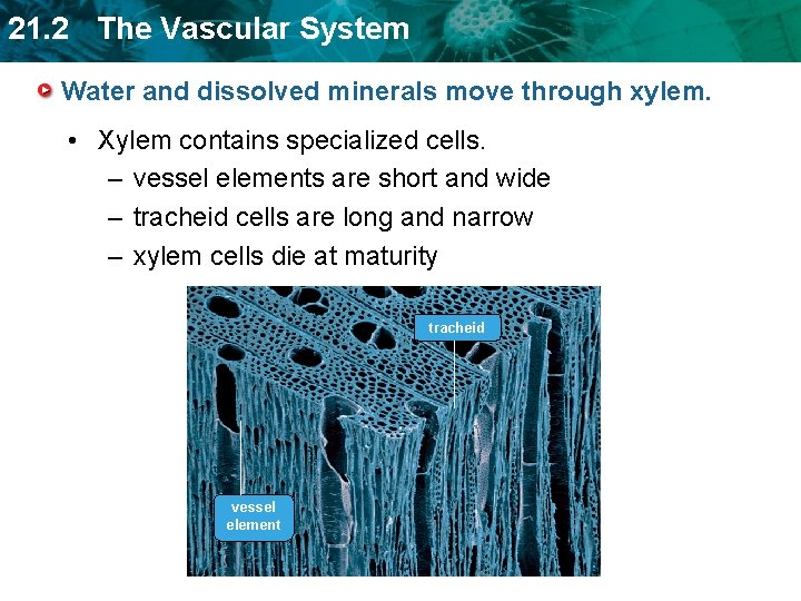 21. 2 The Vascular System Water and dissolved minerals move through xylem. • Xylem