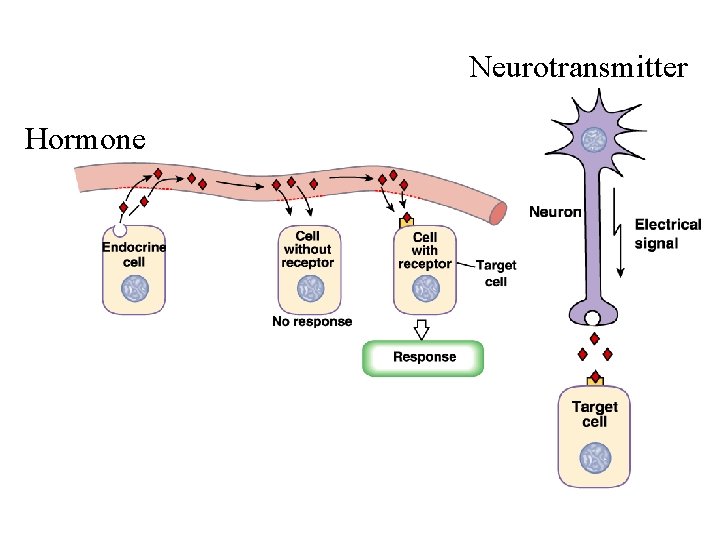 Neurotransmitter Hormone 