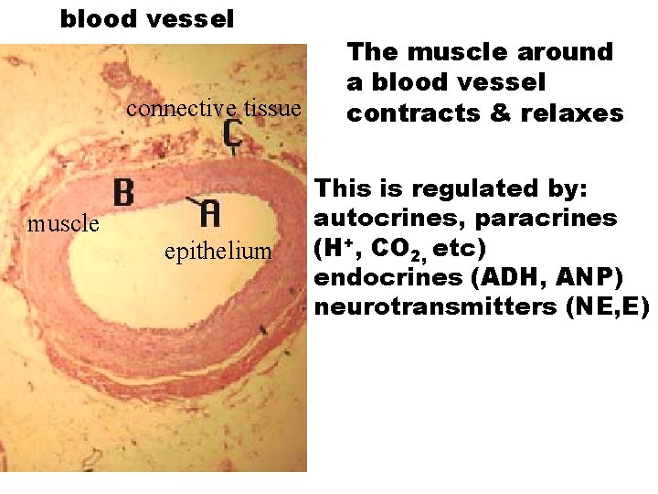 blood vessel connective tissue muscle epithelium The muscle around a blood vessel contracts &