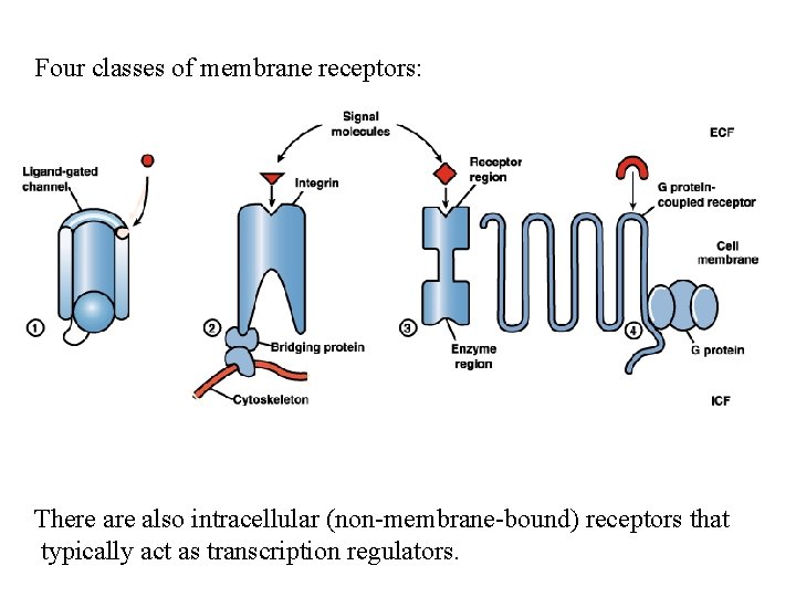 Four classes of membrane receptors: There also intracellular (non-membrane-bound) receptors that typically act as