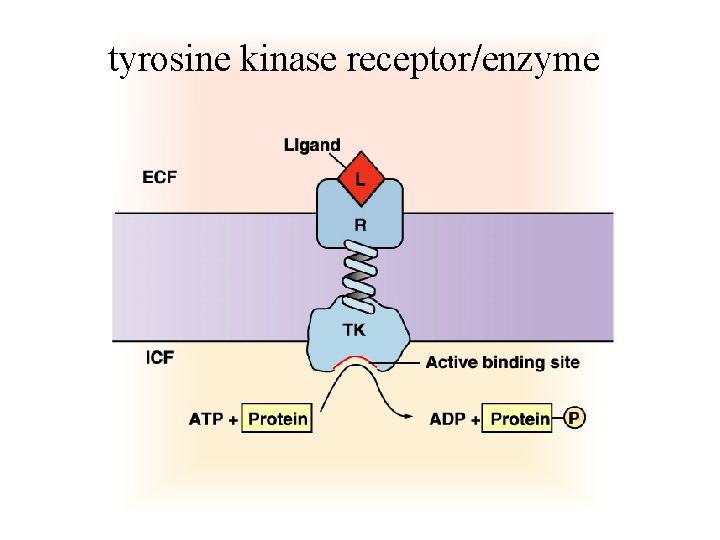 tyrosine kinase receptor/enzyme 
