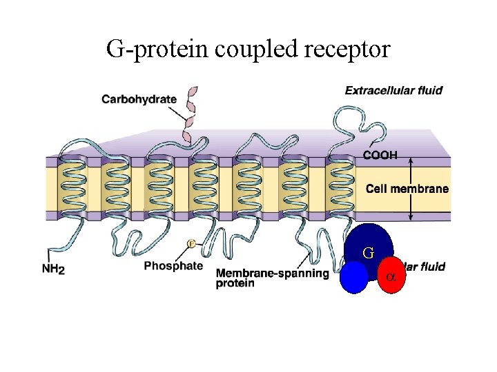 G-protein coupled receptor G 