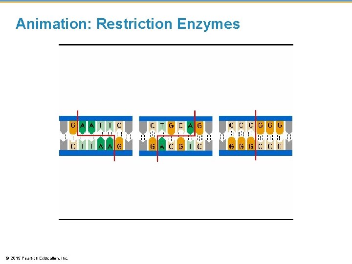 Animation: Restriction Enzymes © 2015 Pearson Education, Inc. 