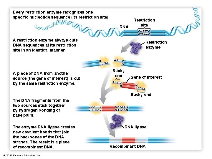 Every restriction enzyme recognizes one specific nucleotide sequence (its restriction site). DNA Restriction site