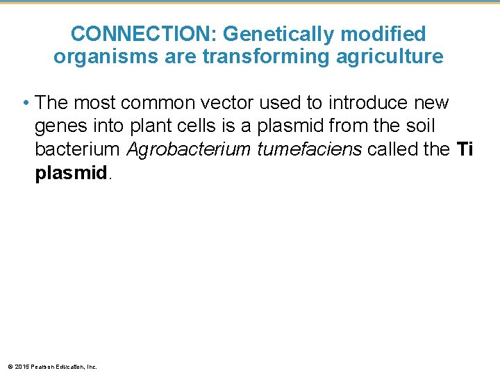 CONNECTION: Genetically modified organisms are transforming agriculture • The most common vector used to