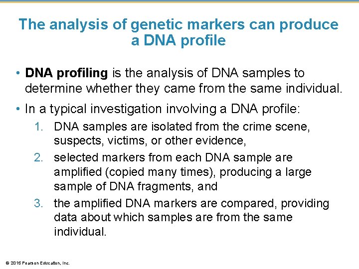 The analysis of genetic markers can produce a DNA profile • DNA profiling is