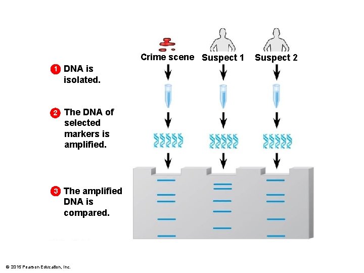 Crime scene Suspect 1 1 DNA is isolated. 2 The DNA of selected markers