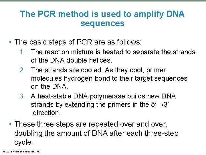 The PCR method is used to amplify DNA sequences • The basic steps of