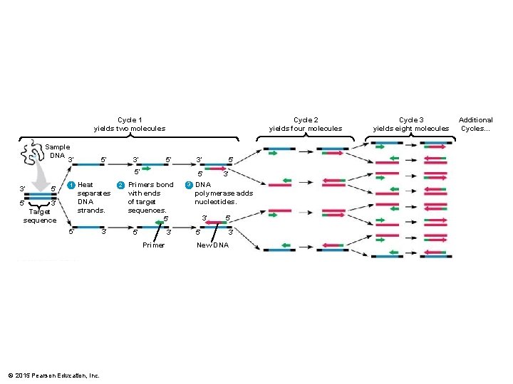 Cycle 2 yields four molecules Cycle 1 yields two molecules Sample DNA 3′ 5′