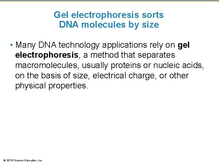 Gel electrophoresis sorts DNA molecules by size • Many DNA technology applications rely on