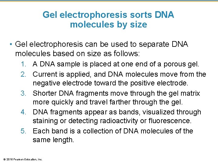 Gel electrophoresis sorts DNA molecules by size • Gel electrophoresis can be used to