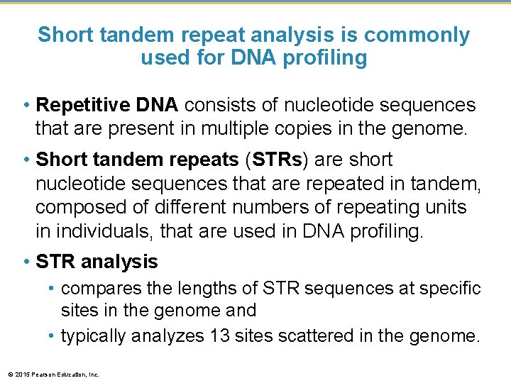 Short tandem repeat analysis is commonly used for DNA profiling • Repetitive DNA consists