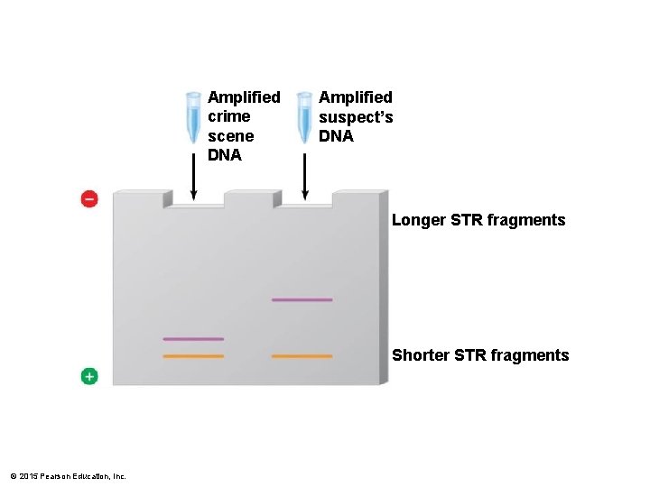 Amplified crime scene DNA Amplified suspect’s DNA Longer STR fragments Shorter STR fragments ©