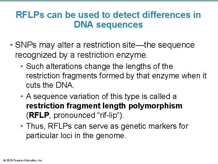 RFLPs can be used to detect differences in DNA sequences • SNPs may alter