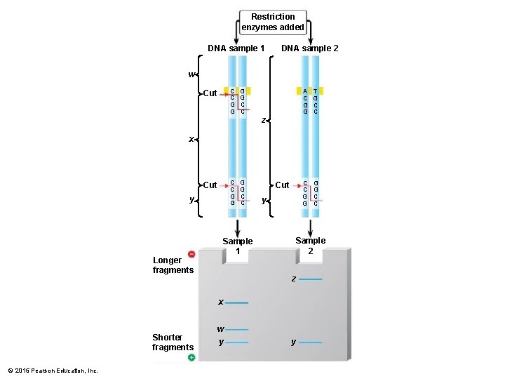 Restriction enzymes added DNA sample 1 DNA sample 2 w C C G G