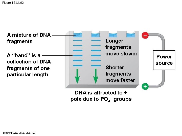 Figure 12. UN 02 A mixture of DNA fragments A “band” is a collection