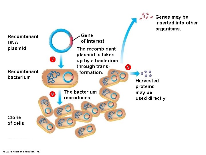 Genes may be inserted into other organisms. Gene of interest Recombinant DNA plasmid 7