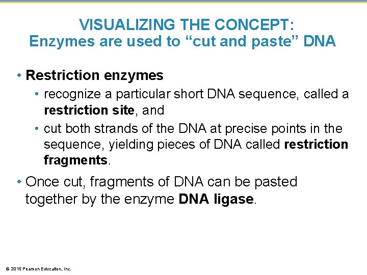 VISUALIZING THE CONCEPT: Enzymes are used to “cut and paste” DNA • Restriction enzymes