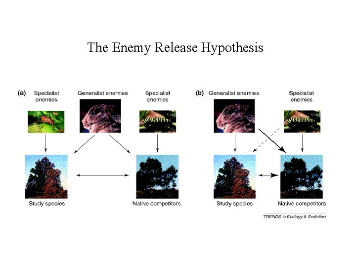 The Enemy Release Hypothesis 