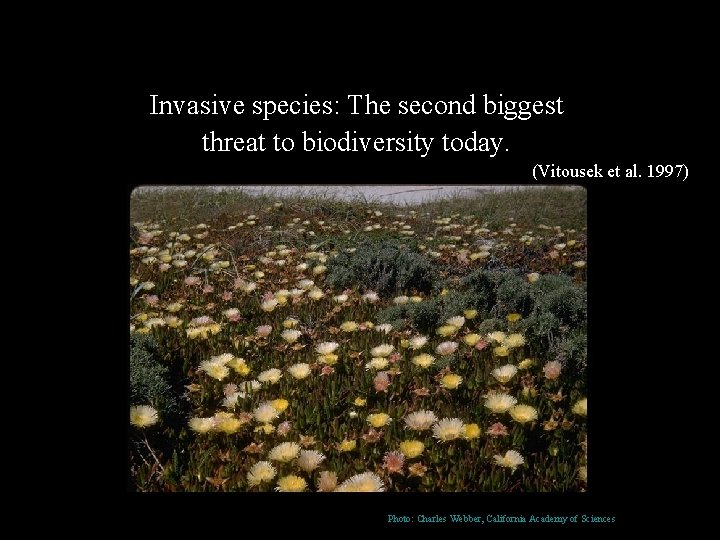 Invasive species: The second biggest threat to biodiversity today. (Vitousek et al. 1997) Photo: