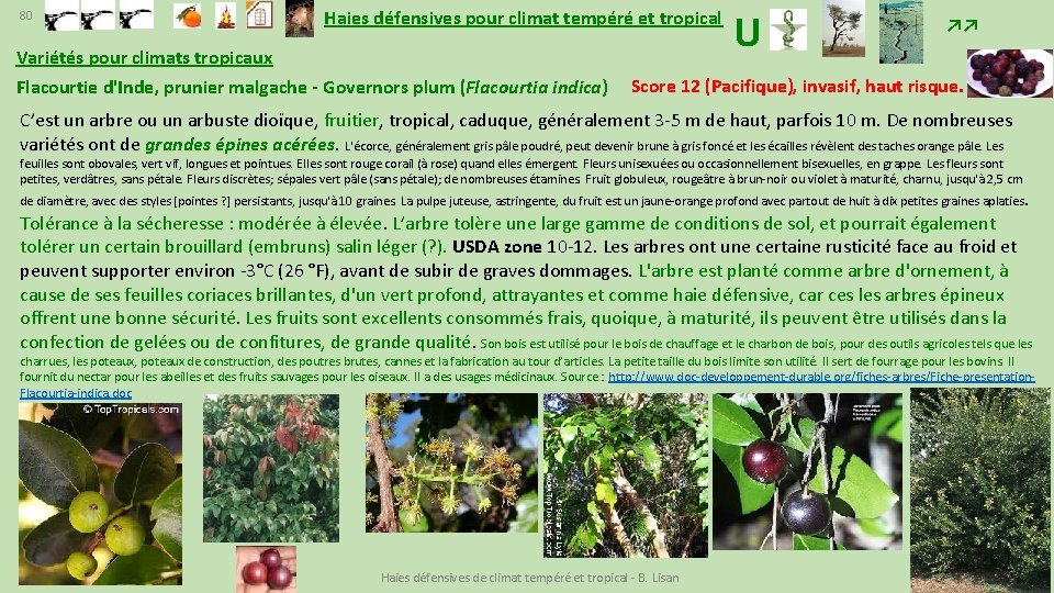 Haies Dfensives Pour Climat Tempr Et Tropical Benjamin