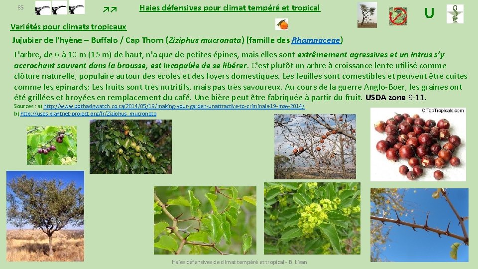 Haies Dfensives Pour Climat Tempr Et Tropical Benjamin