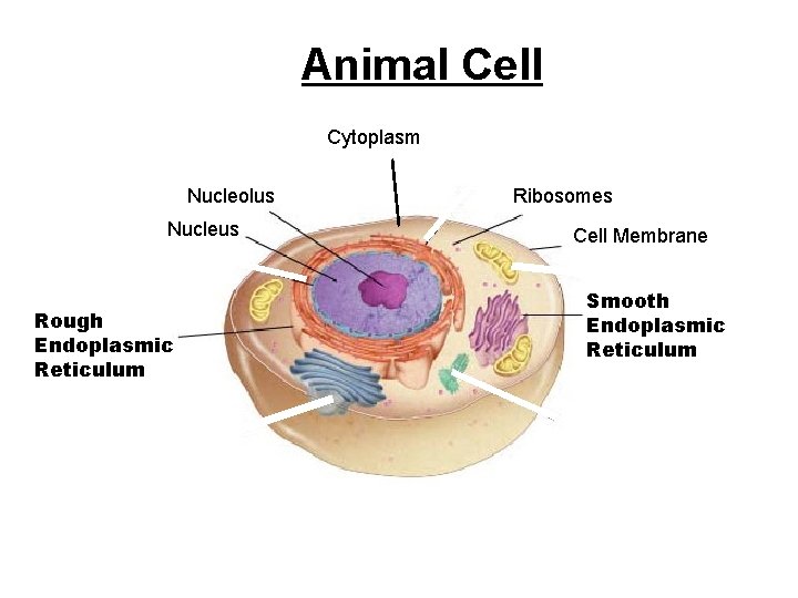 Figure 7 -5 Plant and Animal Cells Animal Cell Section 7 -2 Cytoplasm Nucleolus Figure 7 -5 Plant and Animal Cells Animal Cell Section 7 -2 Cytoplasm Nucleolus
