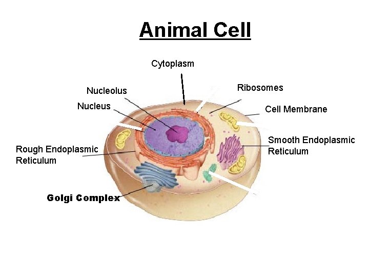 Figure 7 -5 Plant and Animal Cells Animal Cell Section 7 -2 Cytoplasm Nucleolus Figure 7 -5 Plant and Animal Cells Animal Cell Section 7 -2 Cytoplasm Nucleolus