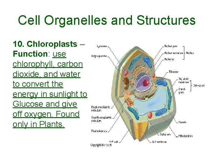 Cell Organelles and Structures 10. Chloroplasts – Function: use chlorophyll, carbon dioxide, and water Cell Organelles and Structures 10. Chloroplasts – Function: use chlorophyll, carbon dioxide, and water