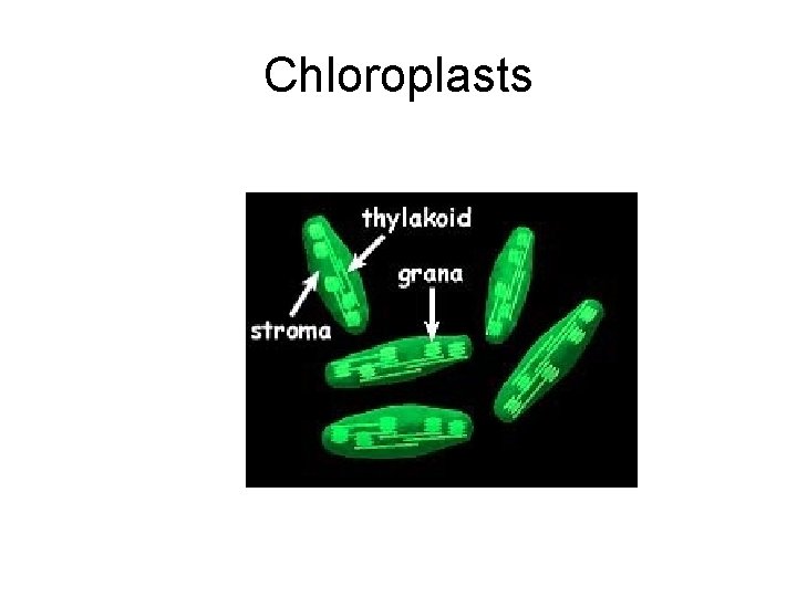 Chloroplasts Chloroplasts