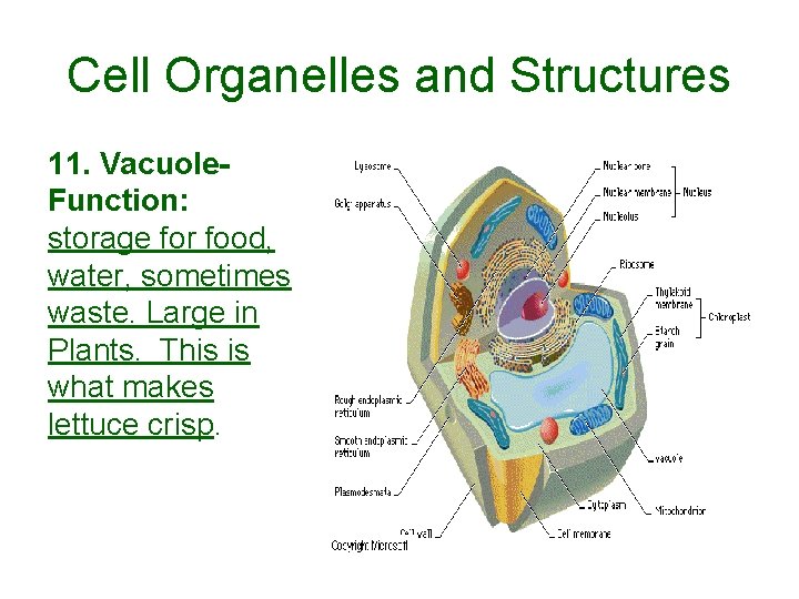Cell Organelles and Structures 11. Vacuole. Function: storage for food, water, sometimes waste. Large Cell Organelles and Structures 11. Vacuole. Function: storage for food, water, sometimes waste. Large