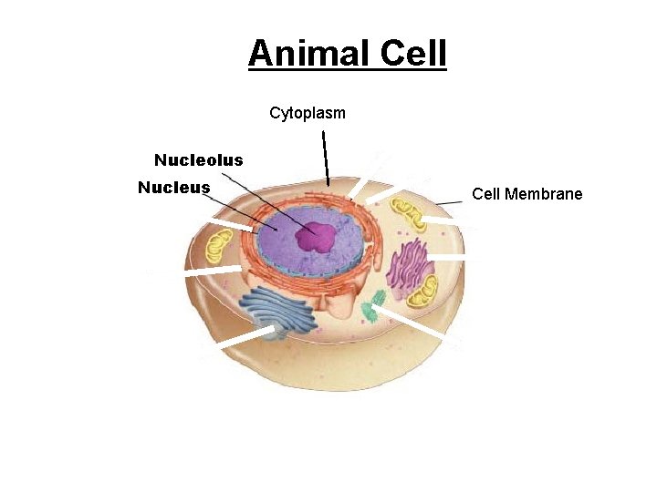 Figure 7 -5 Plant and Animal Cells Animal Cell Section 7 -2 Cytoplasm Nucleolus Figure 7 -5 Plant and Animal Cells Animal Cell Section 7 -2 Cytoplasm Nucleolus