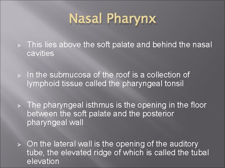 Nasal Pharynx Ø This lies above the soft palate and behind the nasal cavities