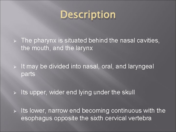 Description Ø The pharynx is situated behind the nasal cavities, the mouth, and the